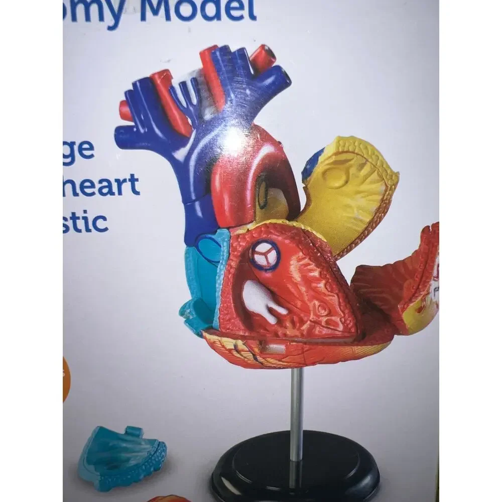 HUMAN HEART MODEL by Learning Resources Anatomy Cardiac 29 pieces STEM